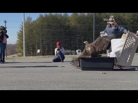 Sick eagle gets a second chance to soar | Night Cap