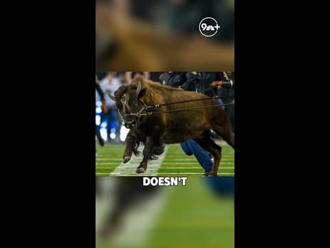 CU Boulder's New Buffalo Mascot Name is Brandy! Run, Girl, Run!