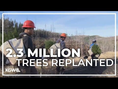 Oregon Department of Forestry finishes Santiam reforestation project
