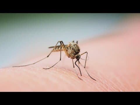 North Texas named one of worst areas in the country for mosquitoes, study shows