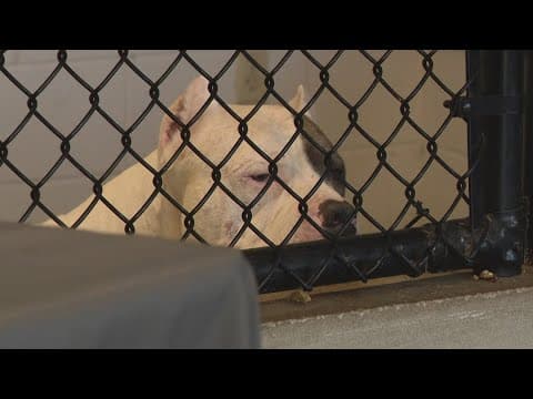 Indianapolis Animal Care Services gives update on shelter conditions