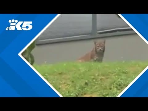 Bobcat spotted lurking around Seattle's Lake Forest Park neighborhood
