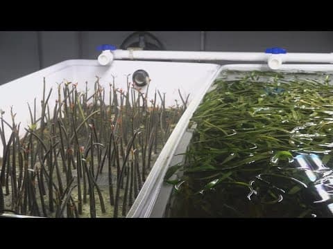 Crystal River Mariculture Center aims to improve the health of Florida's ecosystem