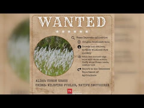 What to know about the top invasive species in Tennessee