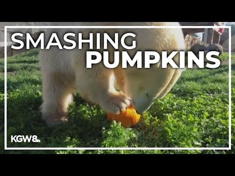 Oregon Zoo animals having a gourd time this Halloween season