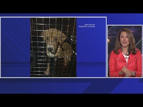 DMV Neighbors help rescue pets from North Carolina