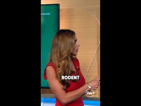 Fat Squirrel Week: Meet the steamrolling front-runner 709