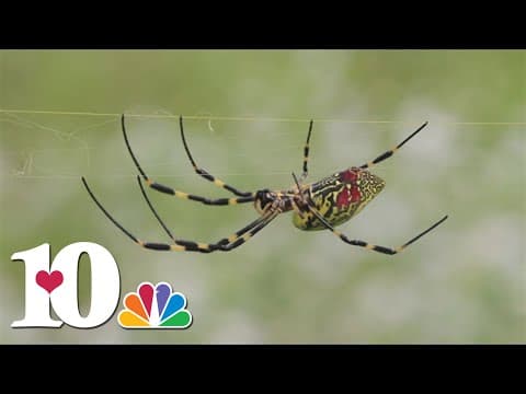 What is the Joro spider?