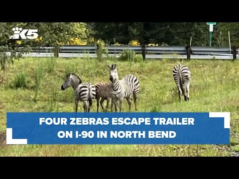 Four zebras escape trailer on I-90 in North Bend