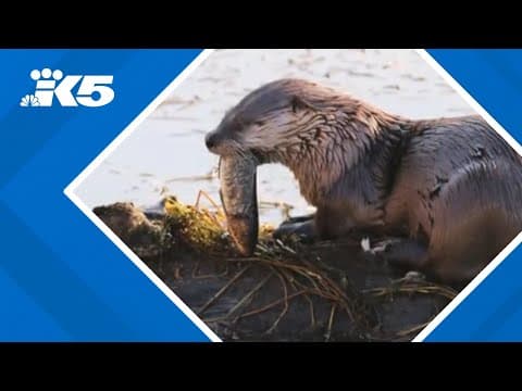 Otter attacks, drags child underwater at Bremerton Marina