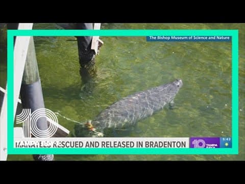 2 manatees welcomed to Parker Manatee Rehabilitation Habitat
