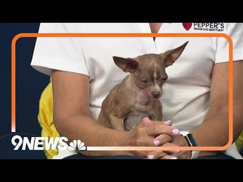 Put your paws together for the Raise the Ruff fundraiser and benefit concert