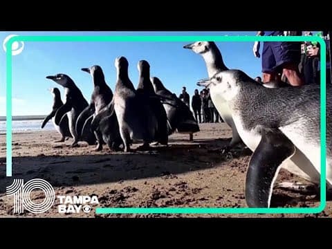 Penguins released back into the wild after being rehabilitated