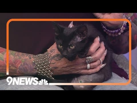 Let's find these adorable kittens a forever home!