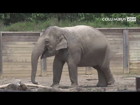 Columbus Zoo's elephant herd is growing; 2 new calves expected in 2025