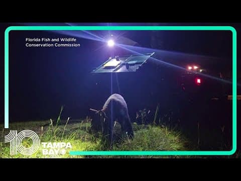 Black bear captured at Disney's Magic Kingdom released into Ocala National Forest