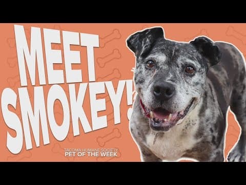 Pet Rescue of the Week: Smokey