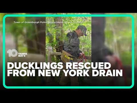 10 ducklings rescued from storm drain in New York