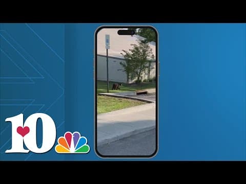 People across East TN spotting bears as they start searching for food