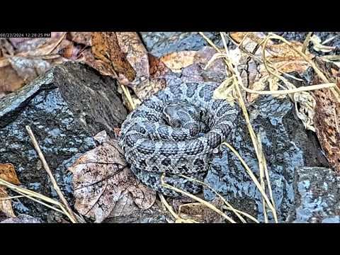 Newborn rattlesnakes at a Colorado 'mega den' are making their live debut