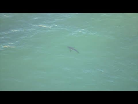 Chopper 8 above sharks in Torrey Pines State Beach