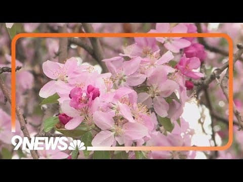 Discover the beauty of spring with blooming crabapples