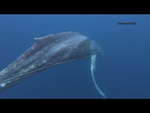 Binational efforts made to preserve humpback whale entangled in rope