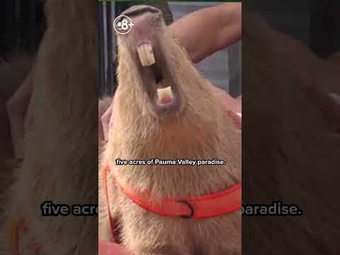 CAPYHOUR | Swimming with capybaras supports Make-A-Wish kids