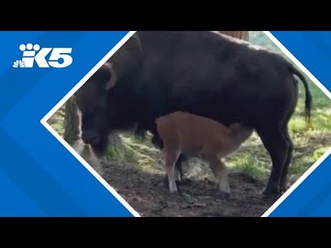 Northwest Trek Wildlife Park welcomes new bison calf