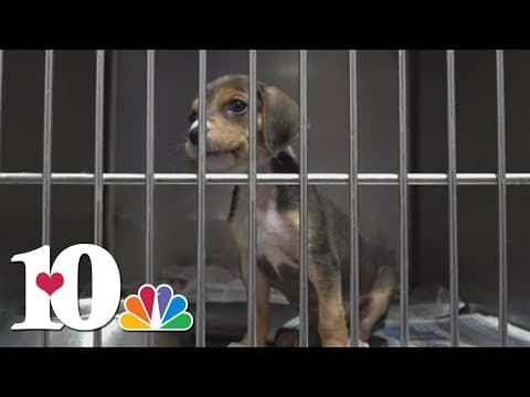 Jefferson Co. animal shelter says dogs recovering after being rescued from