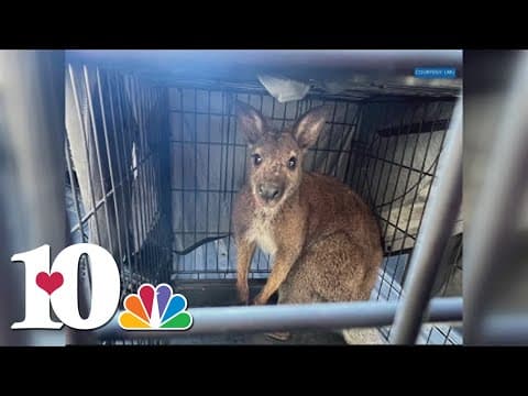 Pet wallaby captured after hopping across LMU's campus Wednesday morning