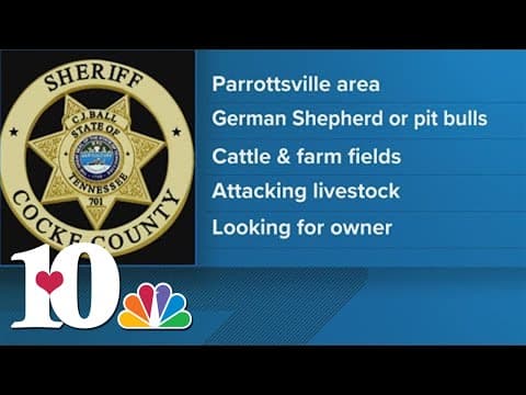 Officials: German shepherds or pit bulls attacking cattle in Cocke Co., looking for owner