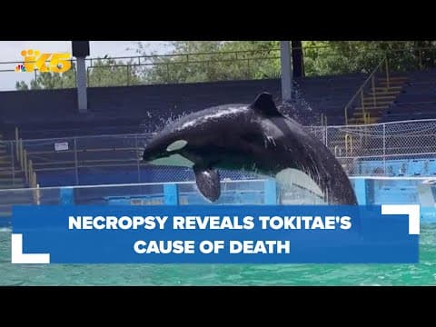 Necropsy reveals Tokitae's cause of death