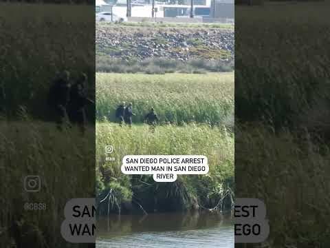San Diego police arrested a wanted man who tried to escape by swimming away in the San Diego river.