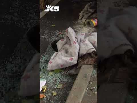 Driver survives after rolling vehicle off of I-90 overpass