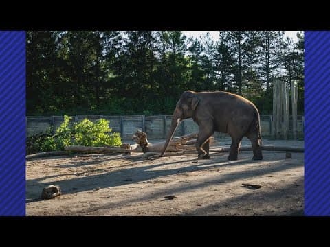 Columbus Zoo welcomes new elephant to its herd