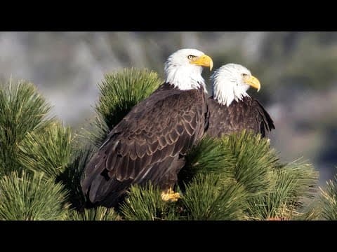 Bald Eagle boom | Baby chicks spotted in nests across San Diego County