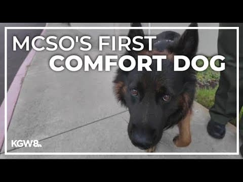 Meet Burton, Multnomah County Sheriff's Office first comfort dog