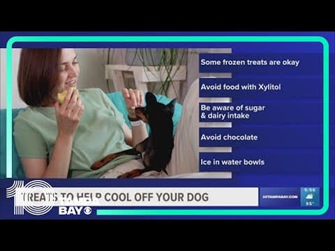 Here's how you can keep your pets safe and cool in hot weather