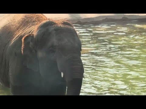 How Fort Worth Zoo's adorable baby elephant, Brazos, might help cure a deadly disease