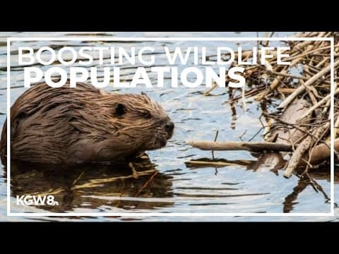Researchers look to help boost Pacific Northwest wolf, beaver populations