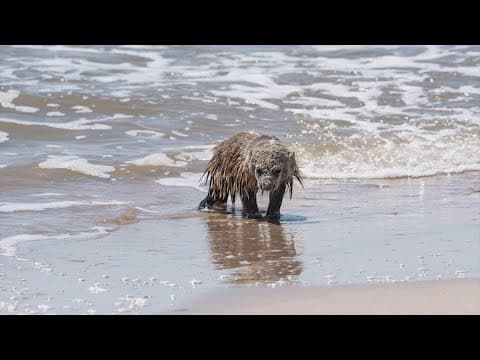 This elusive creature was spotted digging and swimming at a Texas beach