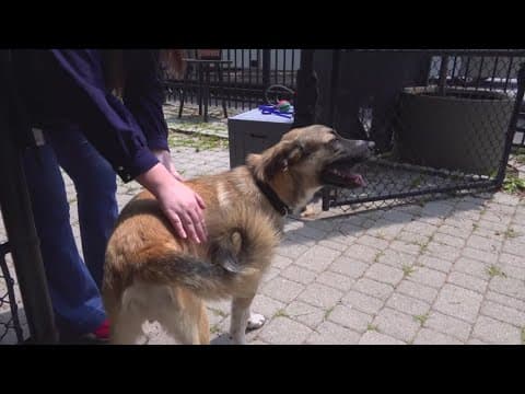 Maryland's Jamie Raskin introduces bipartisan BARK Bill, hoping to save leftover food at animal shel