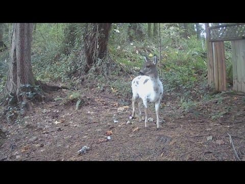 Piebald deer seen in western Washington