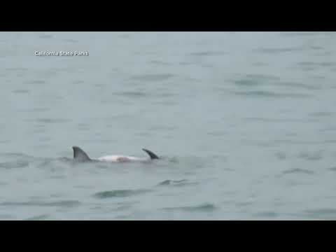 Shark feeds on dolphin off coast of La Jolla