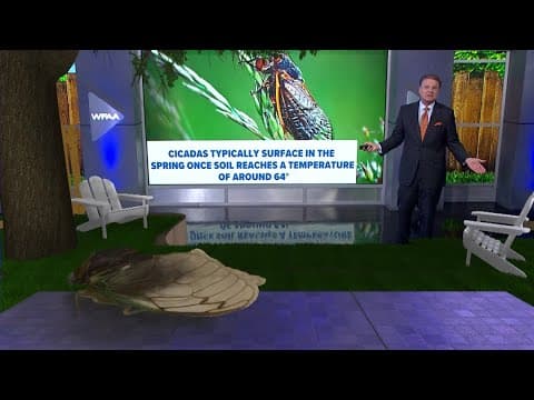 Will parts of North Texas be expected to see the loud cicadas this year?