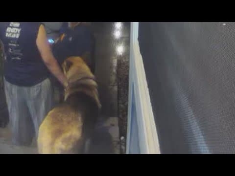 Woman, with history of animal abuse, allegedly left 12 animals 'extremely dehydrated' in U-Haul