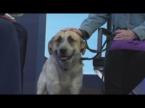 Tailwaggers: Meet Hayden