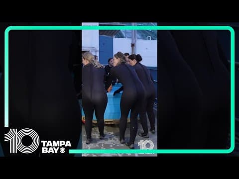 The Florida Aquarium moves in 2 honeycomb stingrays #shorts