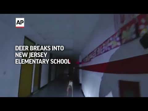 Deer breaks into New Jersey elementary school